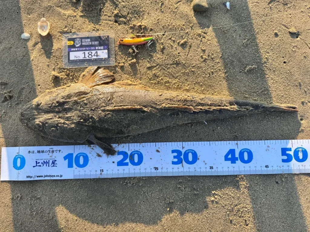 しまかぜが初めて釣った50cmオーバーのマゴチです!