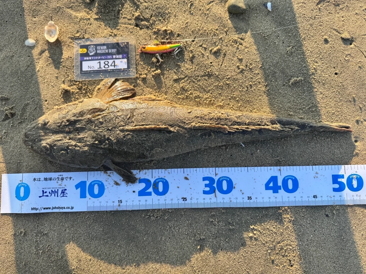 しまかぜが鈴鹿サーフで初めて釣った50cmオーバーのマゴチです