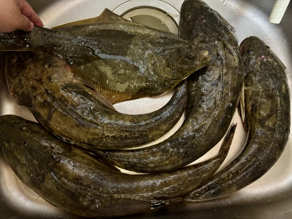 しまかぜ夫婦が釣ったマゴチ4匹とカレイ1匹がシンク一杯に並べられています