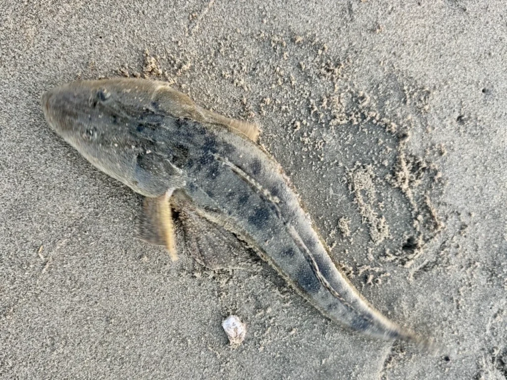 夫が鈴鹿サーフで釣った40UPのマゴチです
