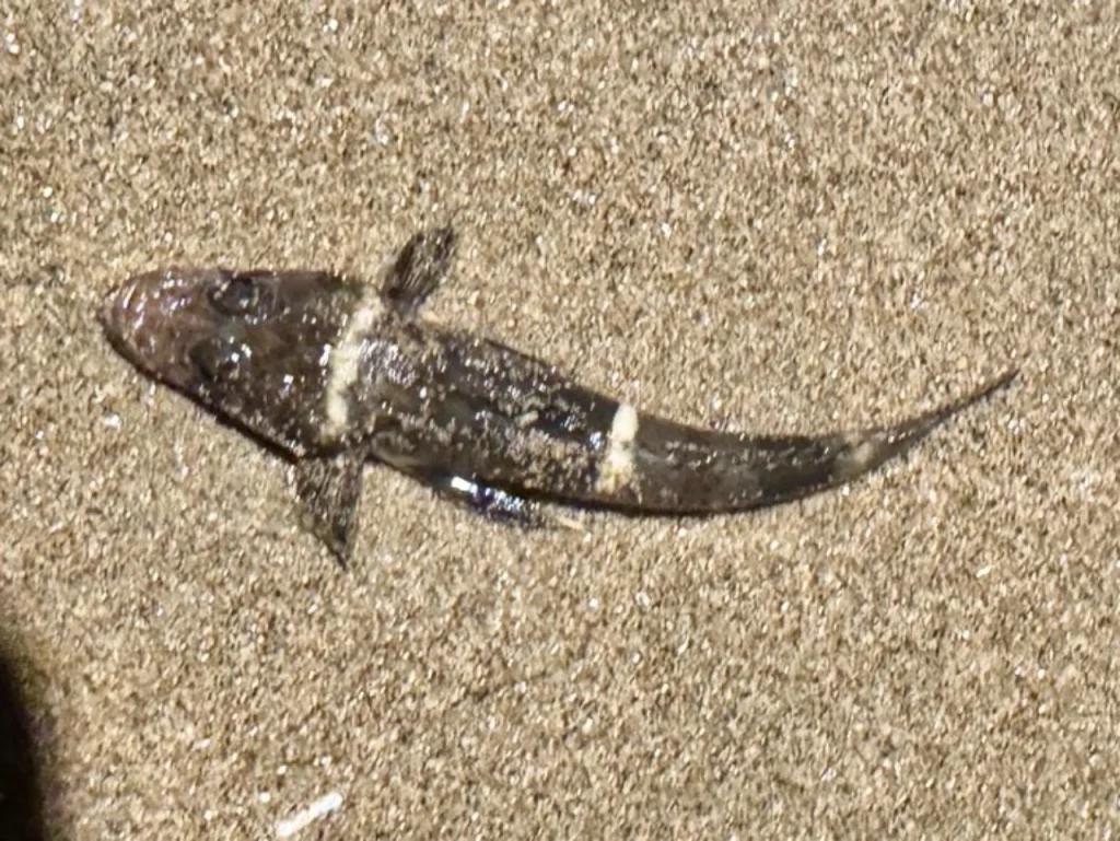 夫が鈴鹿サーフで釣った小さなマゴチです