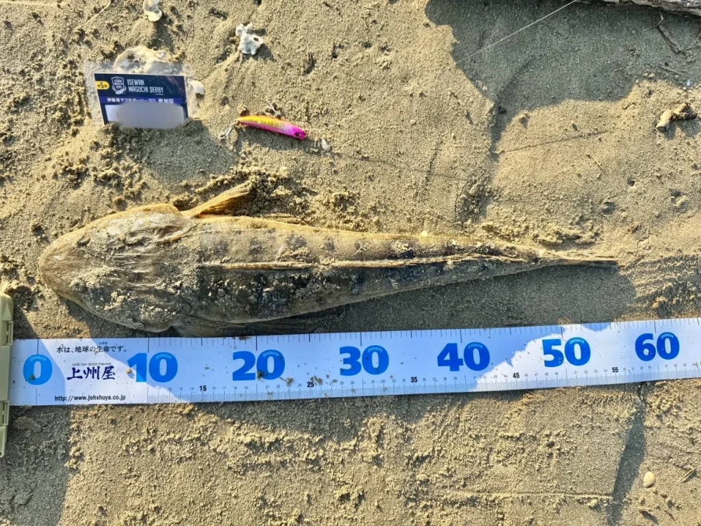 しまかぜの夫が鈴鹿サーフで釣った56cmのマゴチです