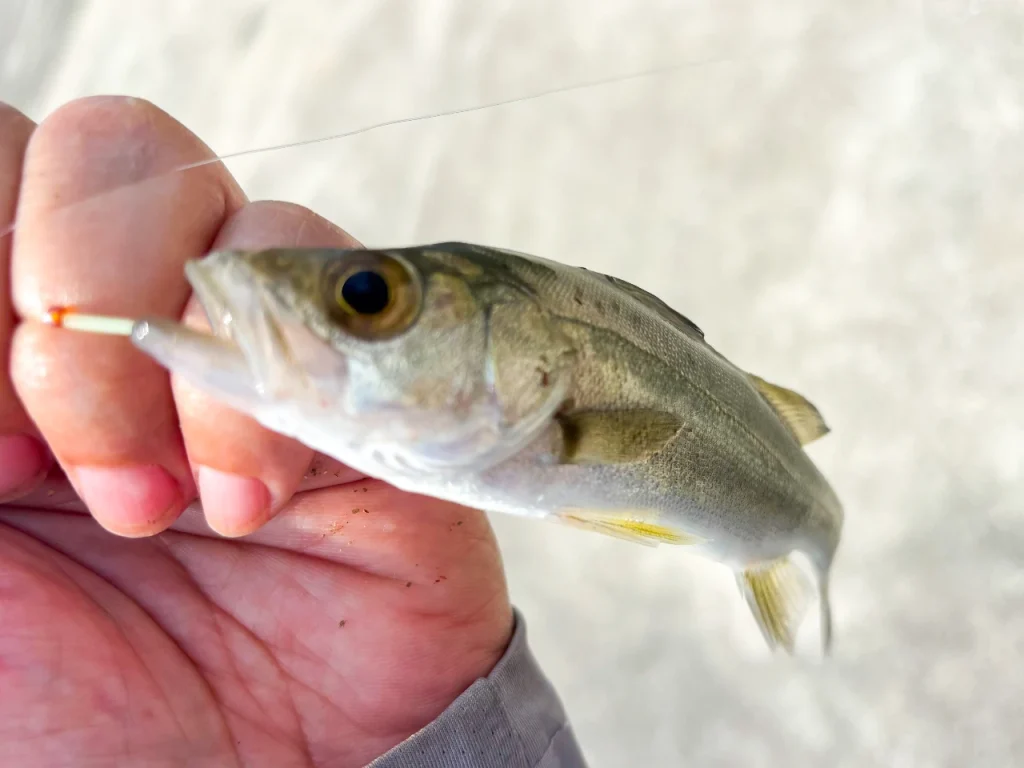 しまかぜが漁港の突堤で釣った小さなシーバスです