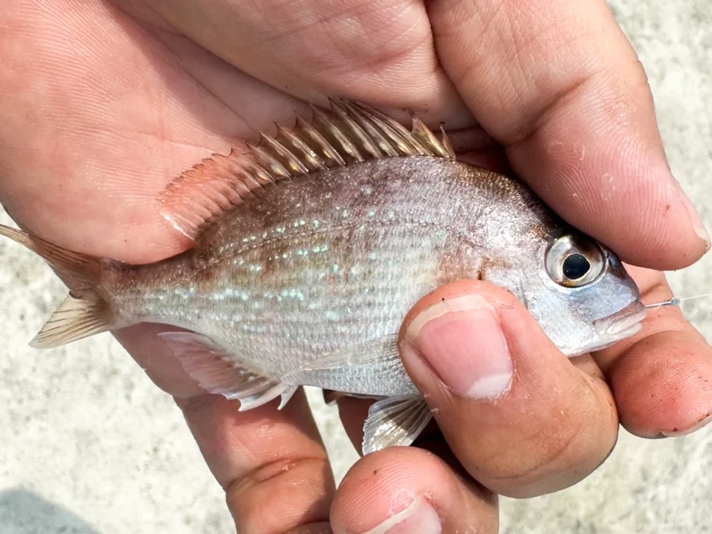 夫が漁港の突堤で釣ったチャリコ(真鯛の稚魚)です。たくさん群れていました。