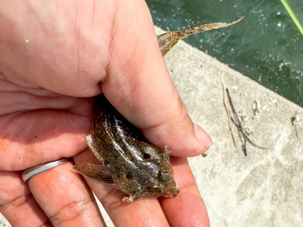 夫が漁港の突堤で釣ったメゴチです。小さくてヌルヌルしています。