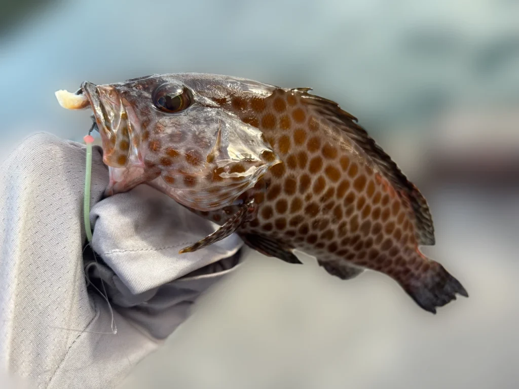 しまかぜが釣り上げた20cmくらいのオオモンハタです。自作の胴付き仕掛けで釣れました!