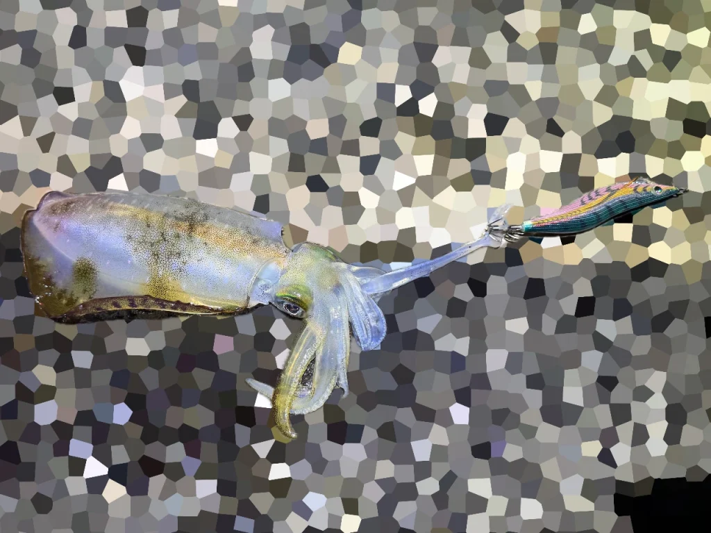 しまかぜが敦賀エリアの漁港で釣ったアオリイカです。胴長14cmほど。半透明に透き通って綺麗です。
