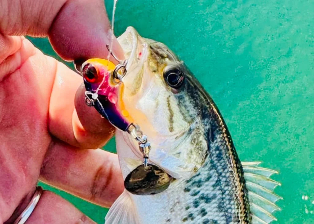 夫が琵琶湖で釣った20cmくらいのバスです。デラクーというスピンテールジグに勢いよく食いついてきました！