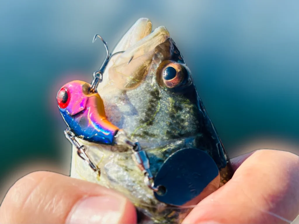 しまかぜがデラクーで釣った25cmくらいのブラックバスです