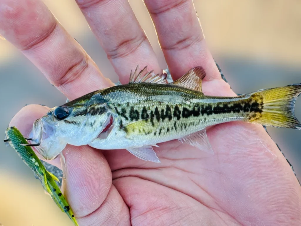 夫がゲーリーの2シュリンプで釣った琵琶湖の小バスです