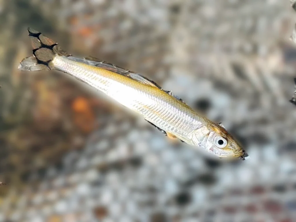 しまかぜの夫が琵琶湖で掬ったワカサギです。水鳥につつかれたのか弱っていました。