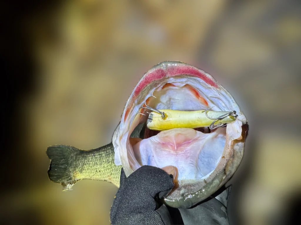 夫が琵琶湖北湖で釣ったブラックバスの写真です。うめばいぶフロートをがっつり飲み込んでいます！