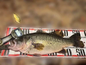 夫が琵琶湖北湖で釣った53cm/2740gのブラックバスがメジャーシートの上に乗せられています