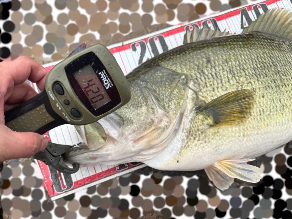 夫が琵琶湖北湖で釣った56cm/4200gのブラックバスの重量計測写真