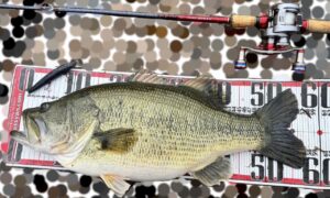 しまかぜ夫が琵琶湖北湖で釣った56cm/4200gのプリスポーンのバスがメジャーシートの上に乗せられています