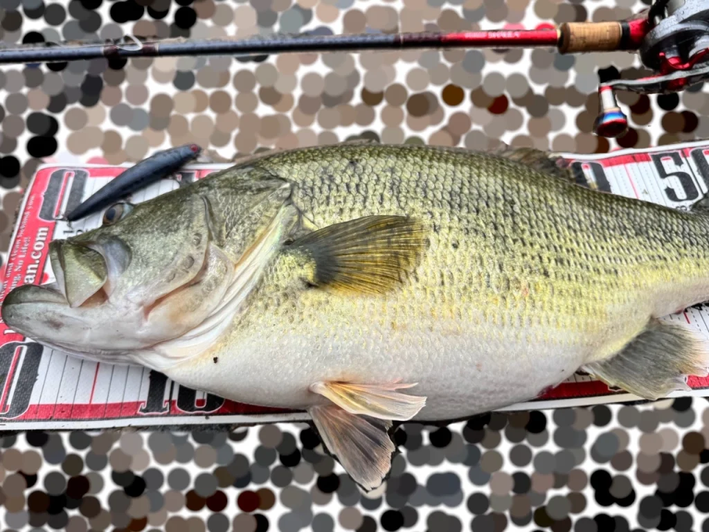 しまかぜ夫が琵琶湖北湖で釣った56cm/4200gのブラックバスのお腹アップ写真。まるまるしています。