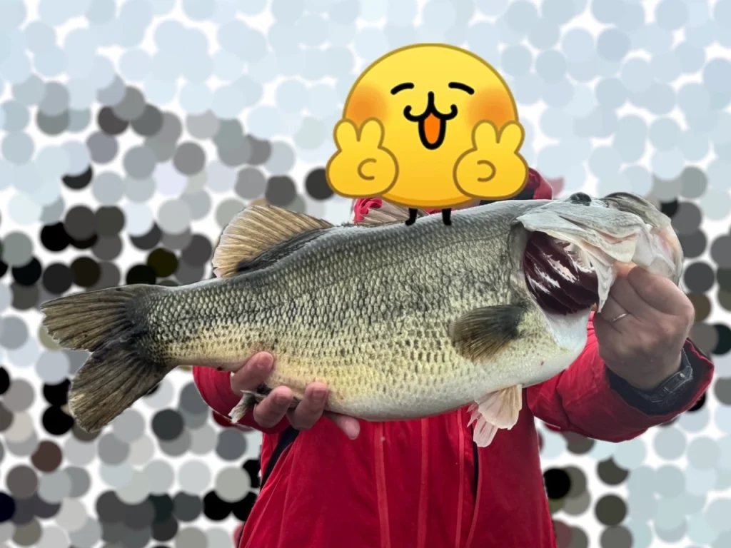 夫が琵琶湖北湖で釣り上げたプリスポーンの超良型ブラックバスの手持ち写真
