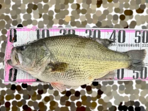 しまかぜが琵琶湖北湖で釣った51cm、3370gのプリスポーンのブラックバスをメジャーシートに乗せた写真です。お腹が超ぷっくり！