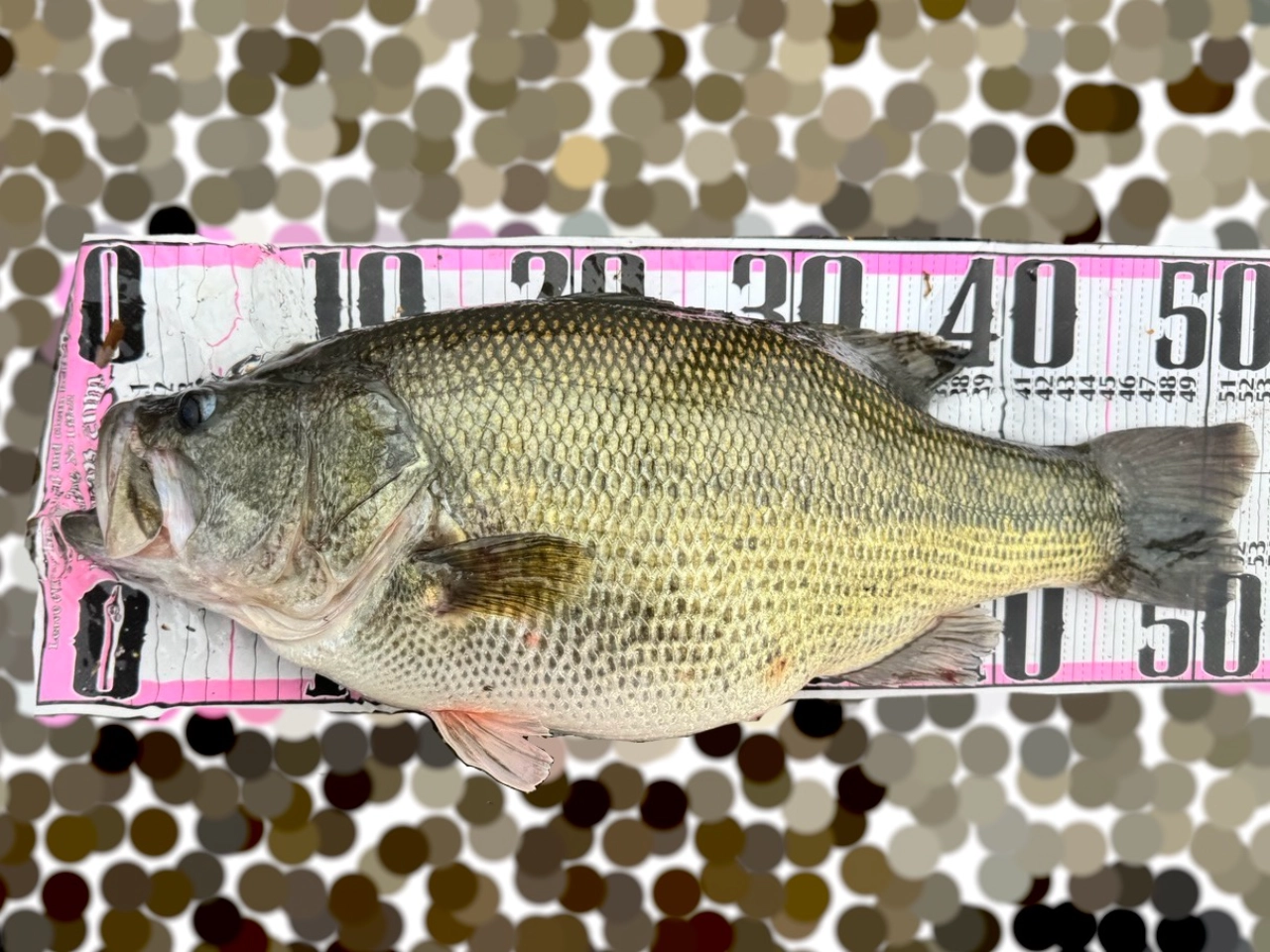 しまかぜが琵琶湖北湖で釣った51cm、3370gのプリスポーンのブラックバスをメジャーシートに乗せた写真です。お腹が超ぷっくり！