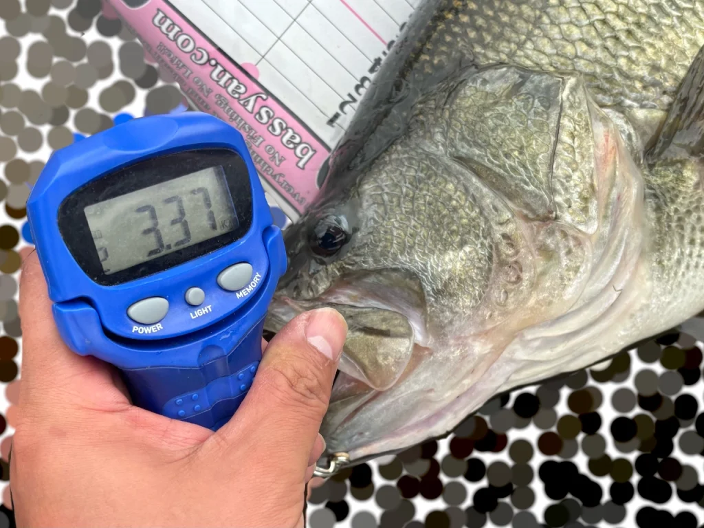 しまかぜが琵琶湖北湖で釣った51cm、3370gのプリスポーンのブラックバスを軽量している様子の写真です。