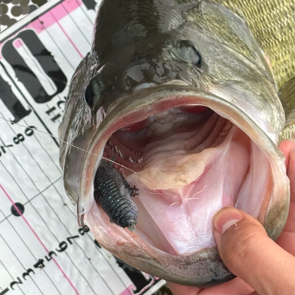 しまかぜが釣ったプリスポーンのお腹ぷっくりバスが大きな口を開けている画像です。ヒットルアーの沈みまし2.6が見えています。上顎がうっすら赤くなっているのがわかります。